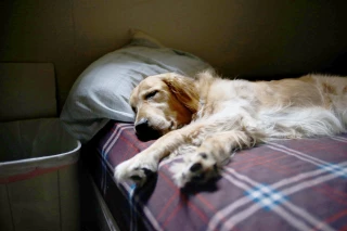 Faut-il accueillir ses animaux de compagnie dans son lit ?