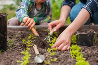 Un potager à la maison ? C’est le moment !