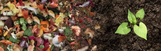 Pensez au compost