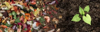 Pensez au compost