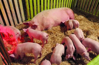 Les enfants découvrent les  animaux de la ferme